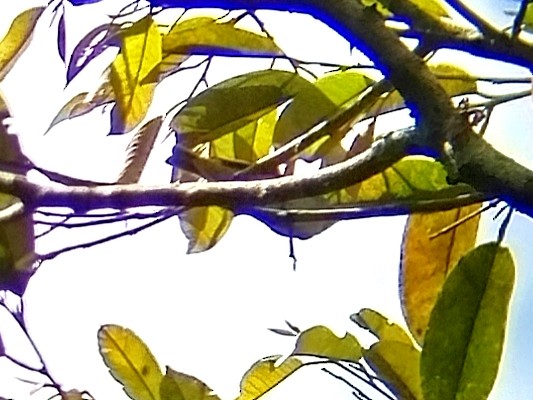 Eastern Crowned Warbler - ML642152988