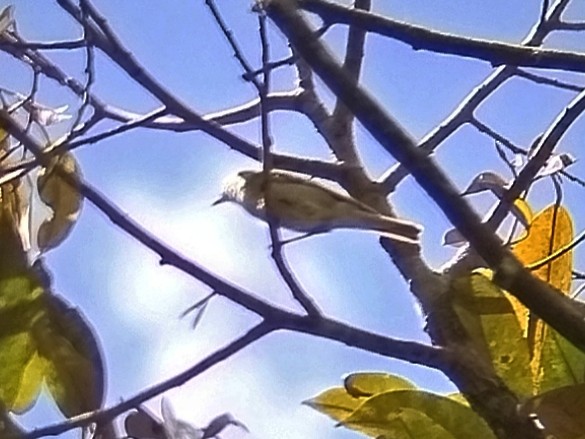 Eastern Crowned Warbler - ML642152989