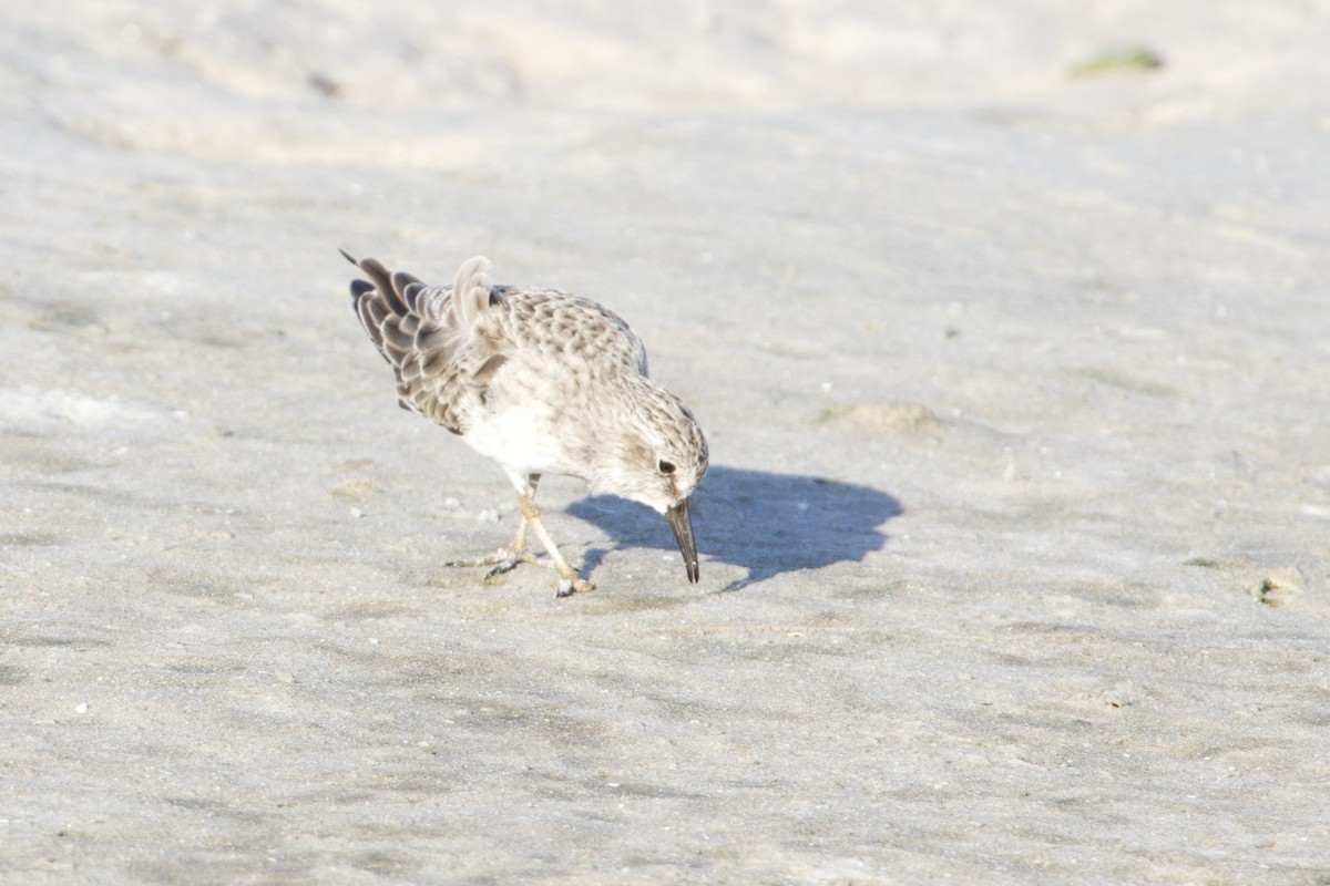 Least Sandpiper - ML642152991