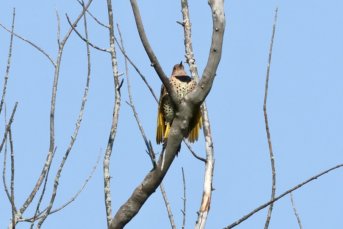 Northern Flicker - ML642152993