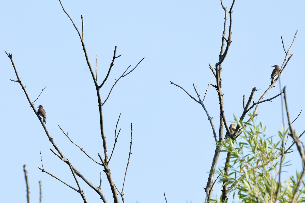 Northern Flicker - ML642152995