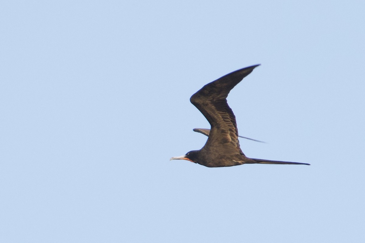 Magnificent Frigatebird - ML642153016