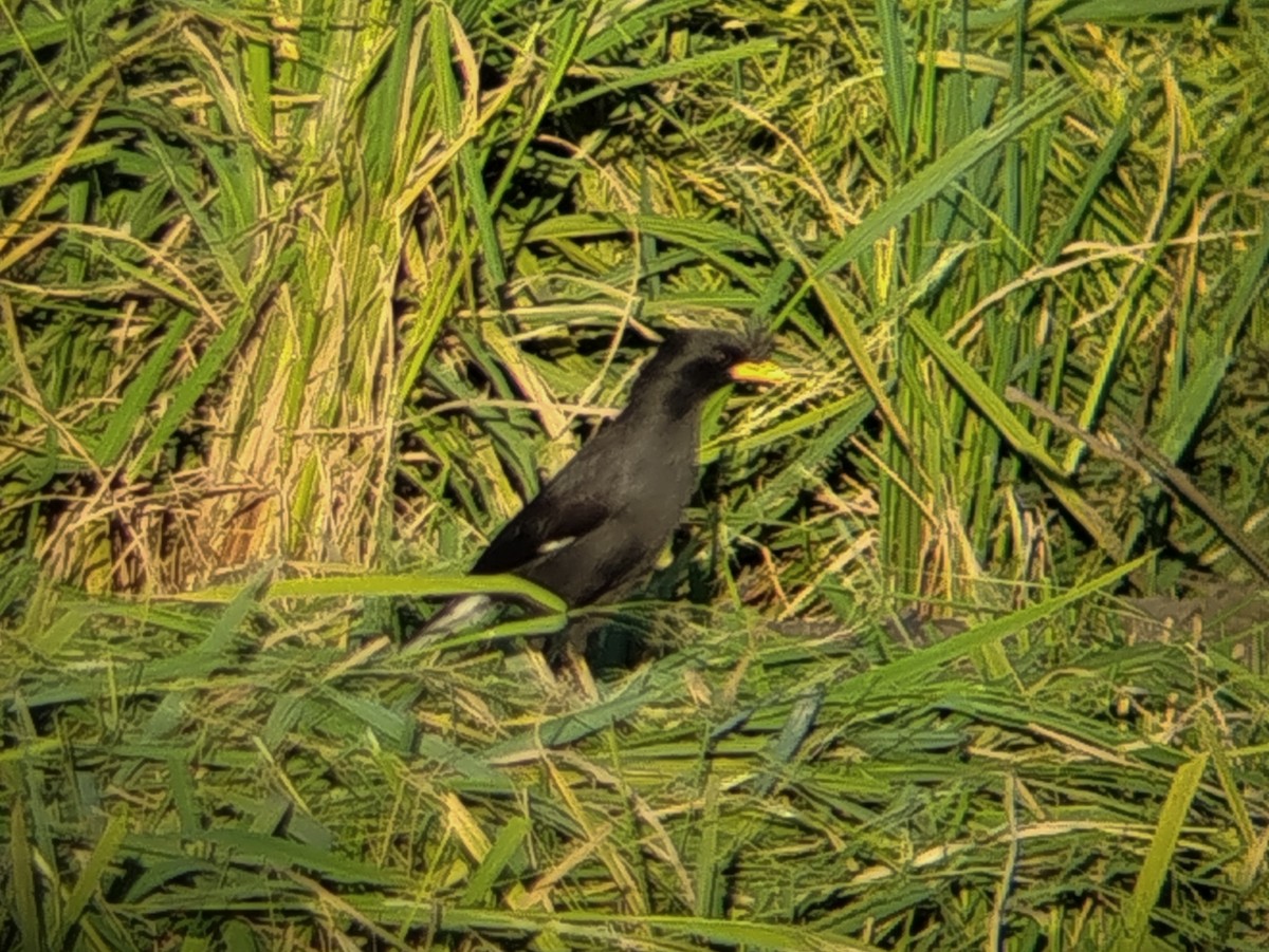Great Myna - ML642153032