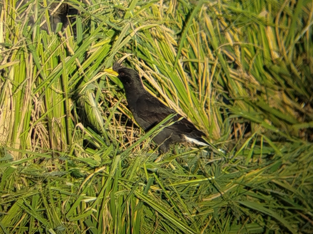 Great Myna - ML642153033