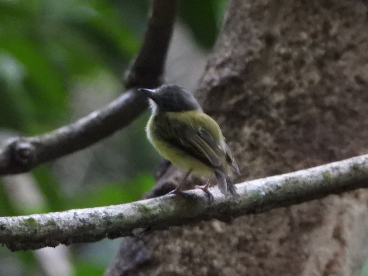 Yellow-olive Flatbill - ML642153042