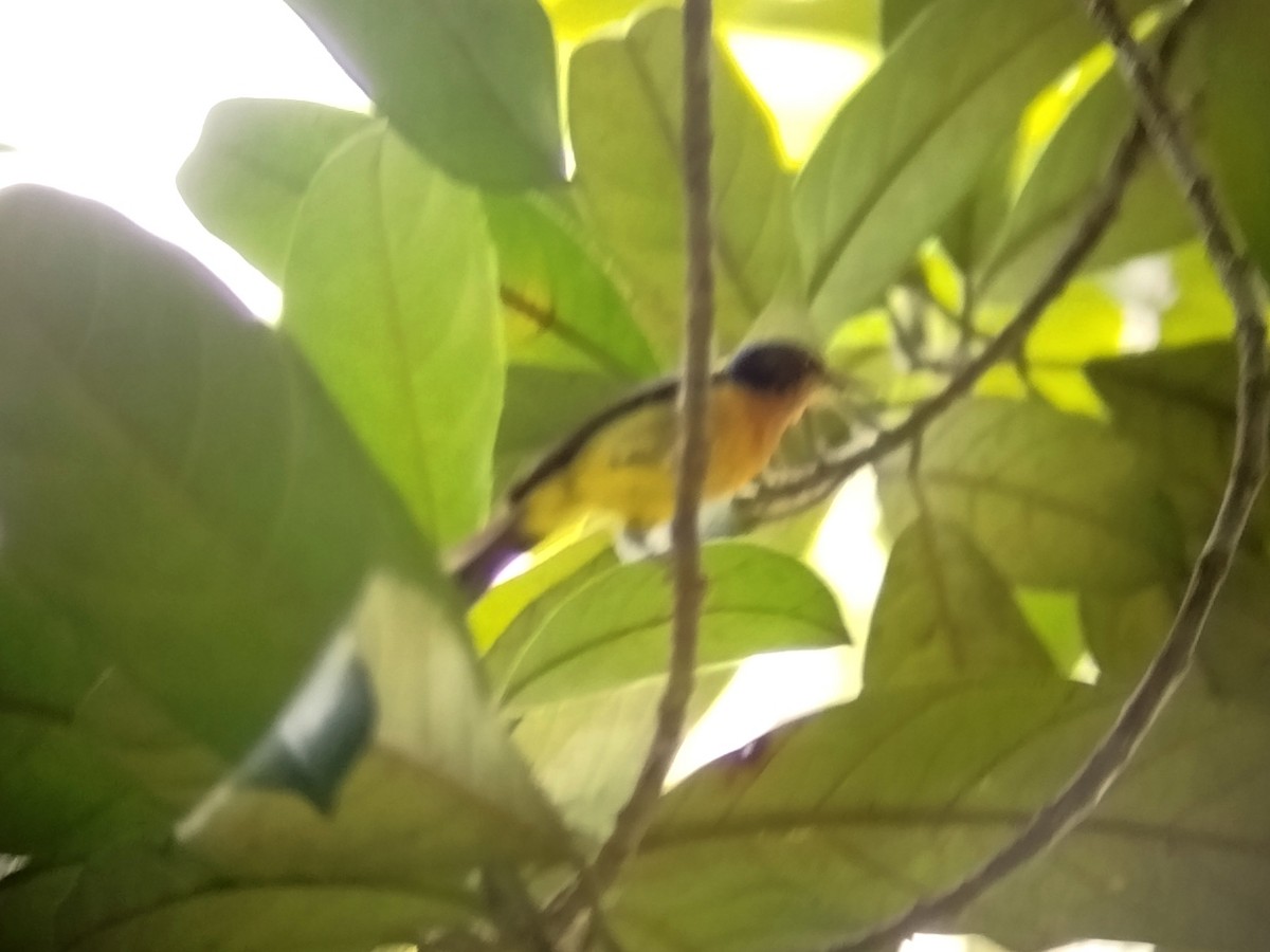 Ruby-cheeked Sunbird - ML642153044