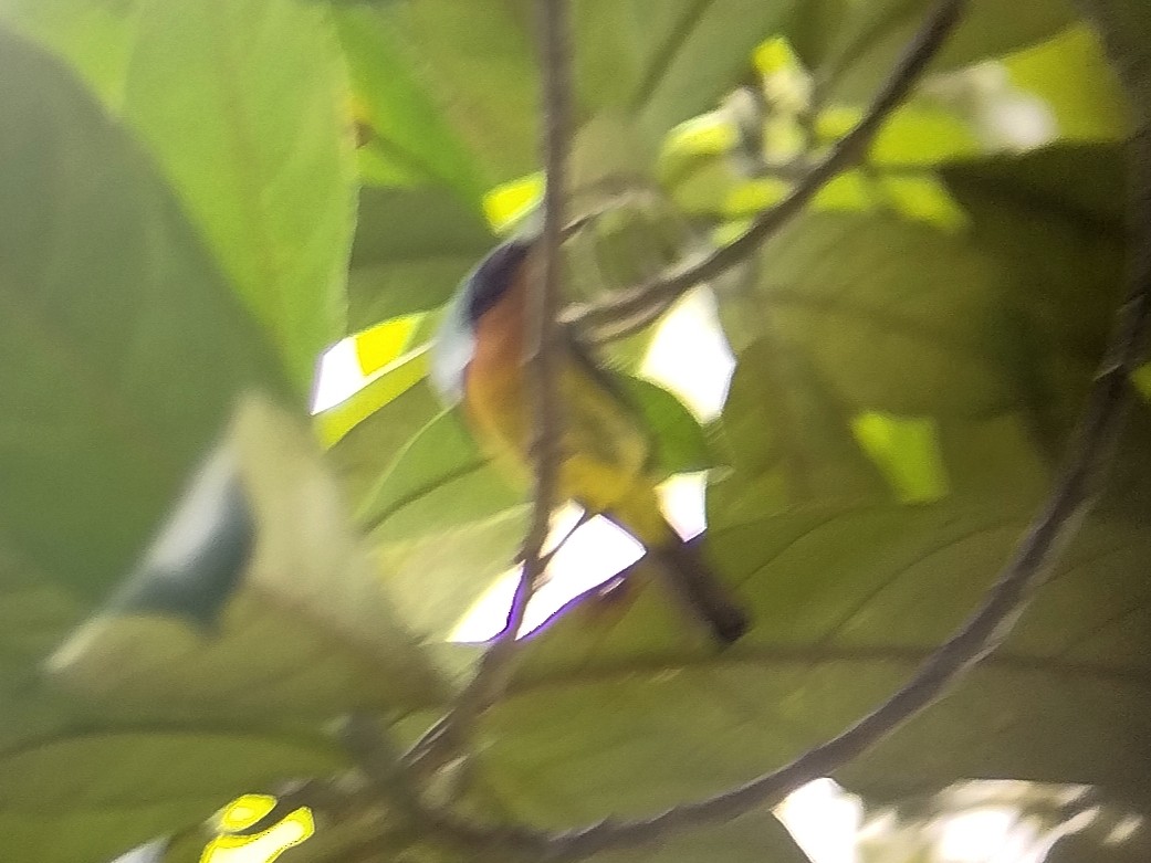 Ruby-cheeked Sunbird - ML642153045