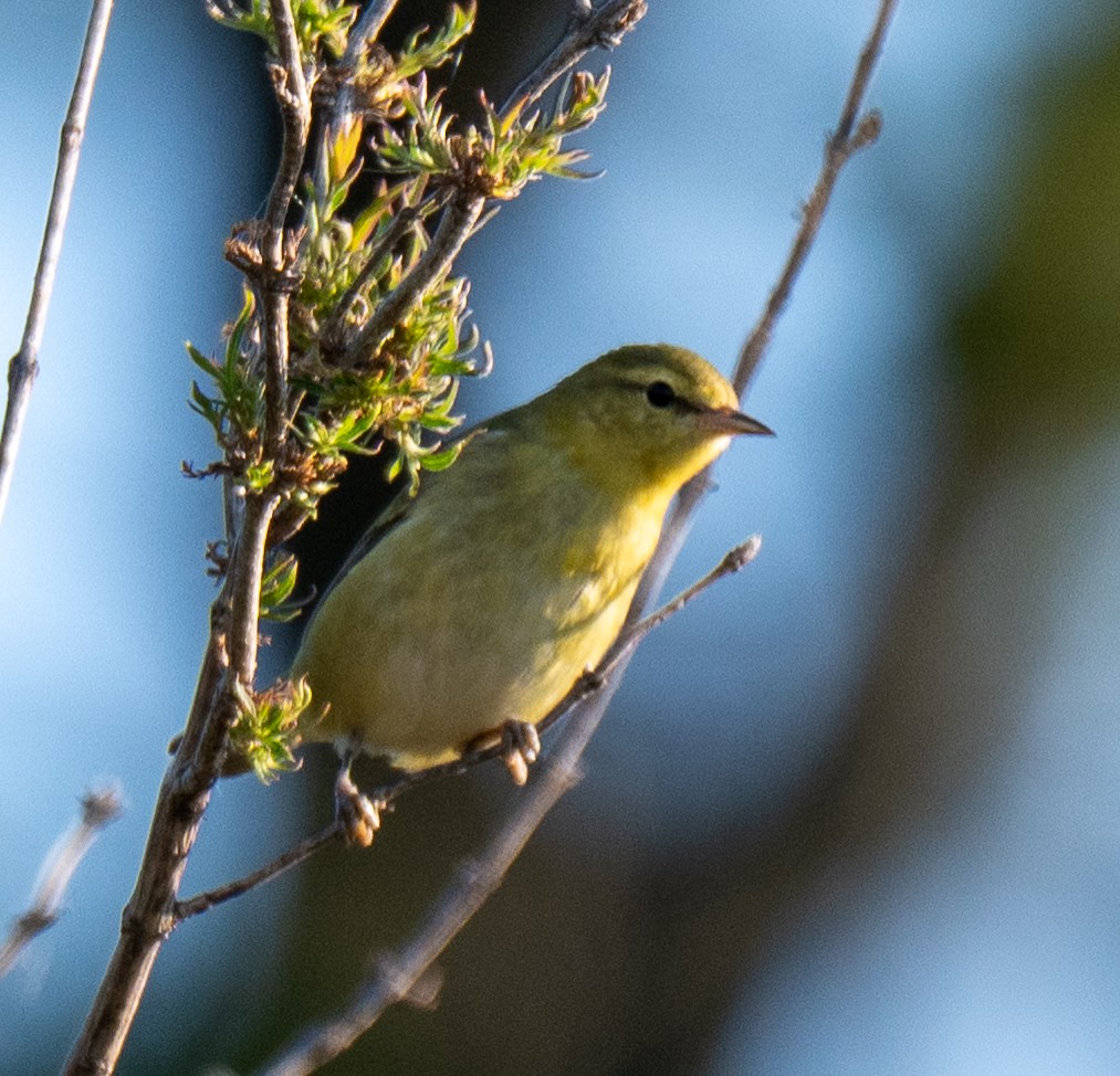 Tennessee Warbler - ML642153074