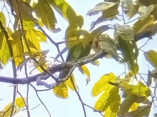 Blue-winged Leafbird - ML642153079