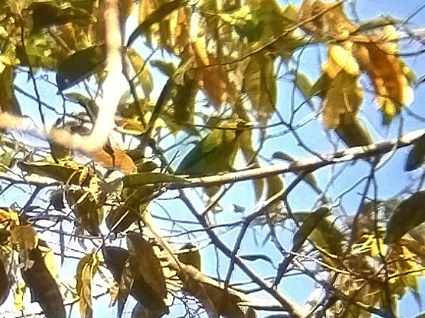 Blue-winged Leafbird - ML642153080