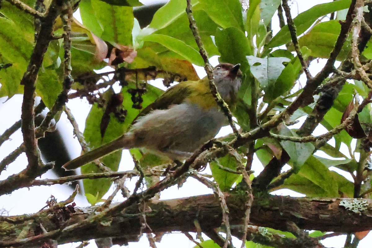 Black-billed Peppershrike - ML642153101