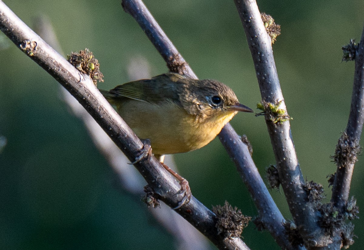 Common Yellowthroat - ML642153105