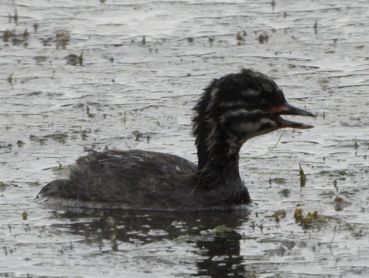 Least Grebe - ML642153118