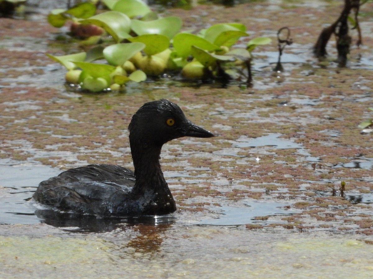 Least Grebe - ML642153121