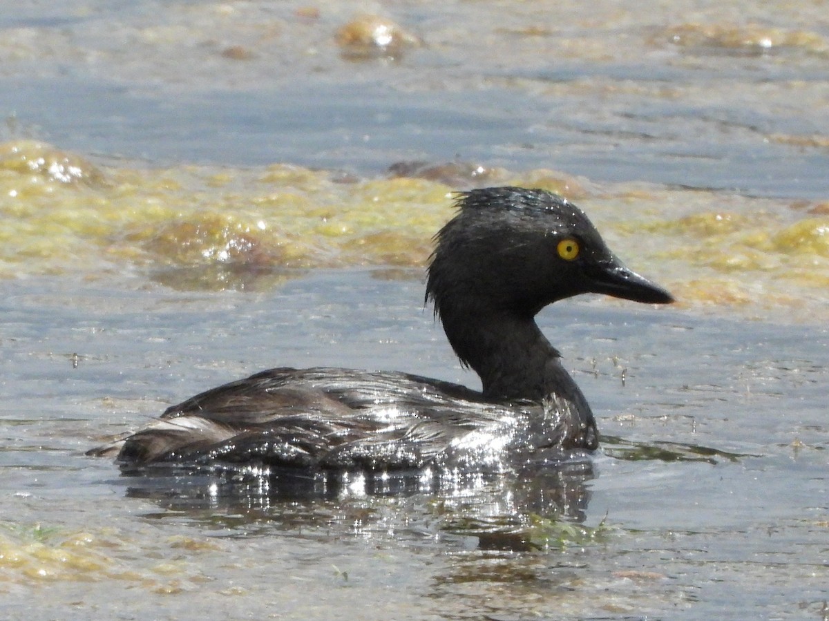 Least Grebe - ML642153130