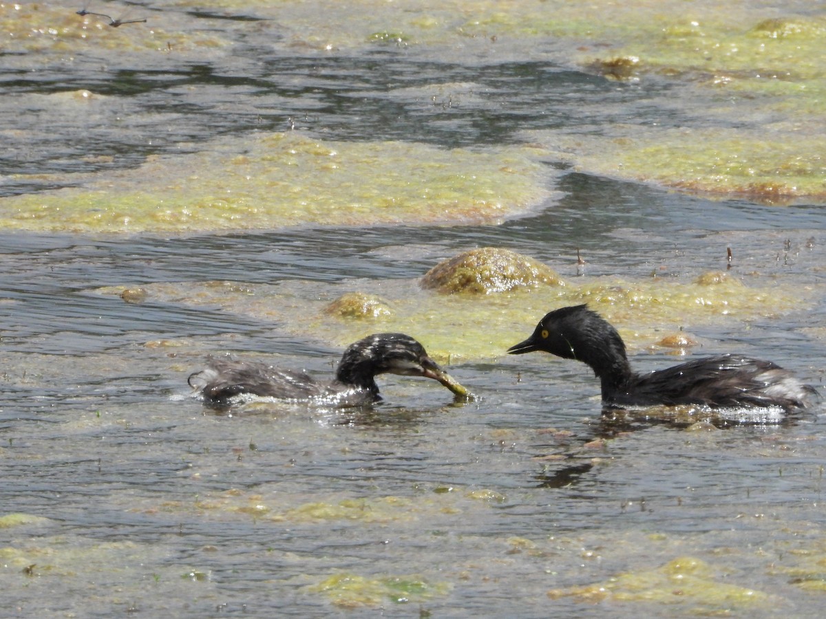 Least Grebe - ML642153135