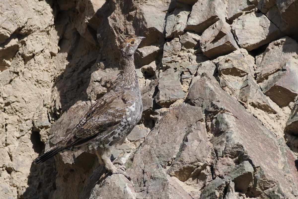 Dusky Grouse - ML642153138
