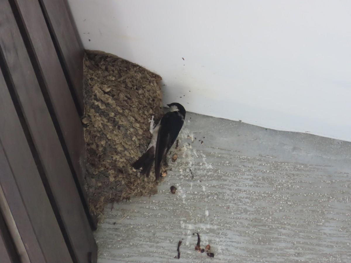 Asian House-Martin - ML642153140