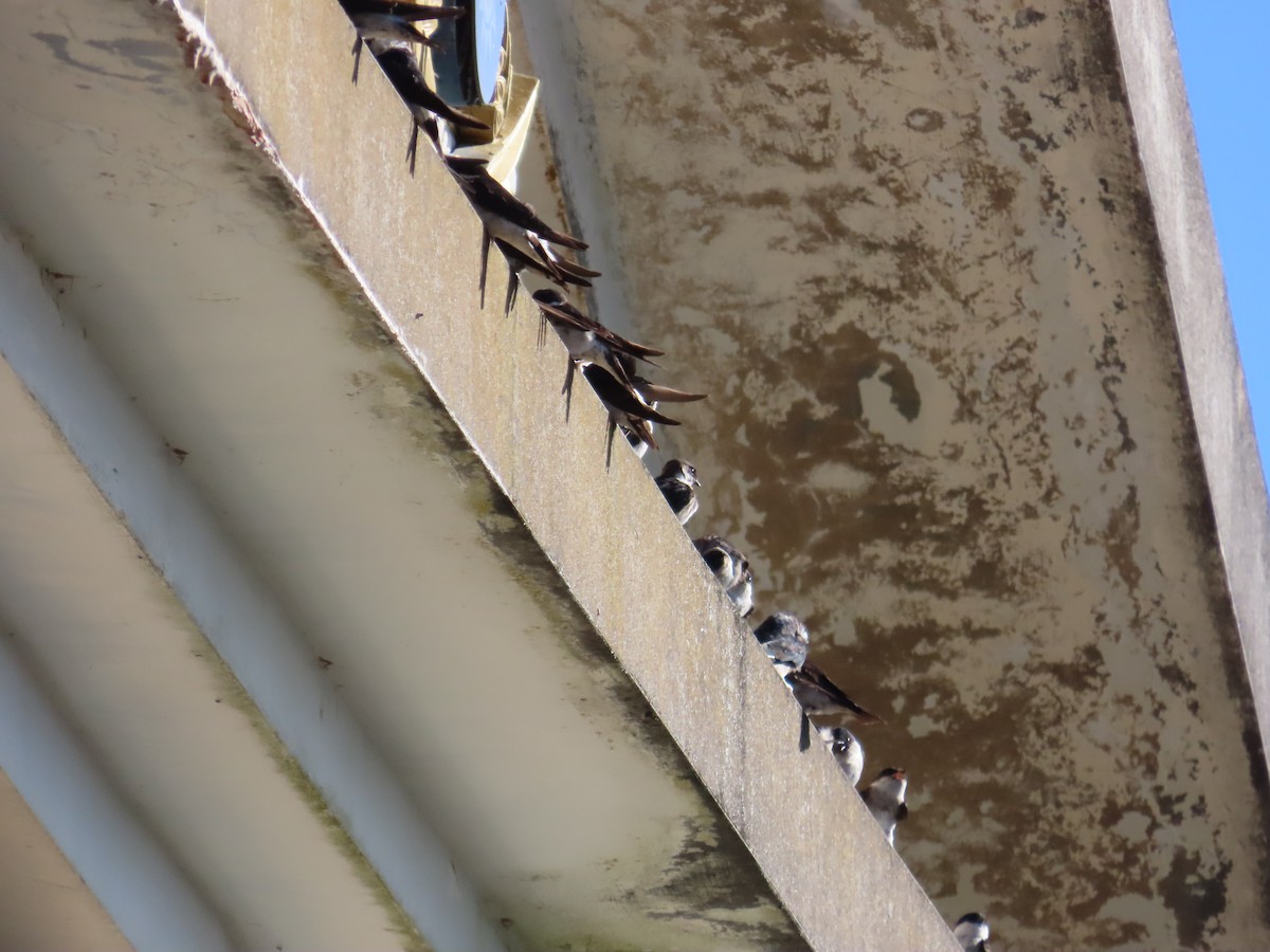 Asian House-Martin - ML642153141