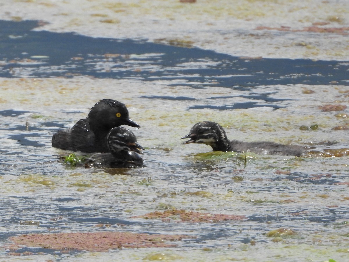 Least Grebe - ML642153143