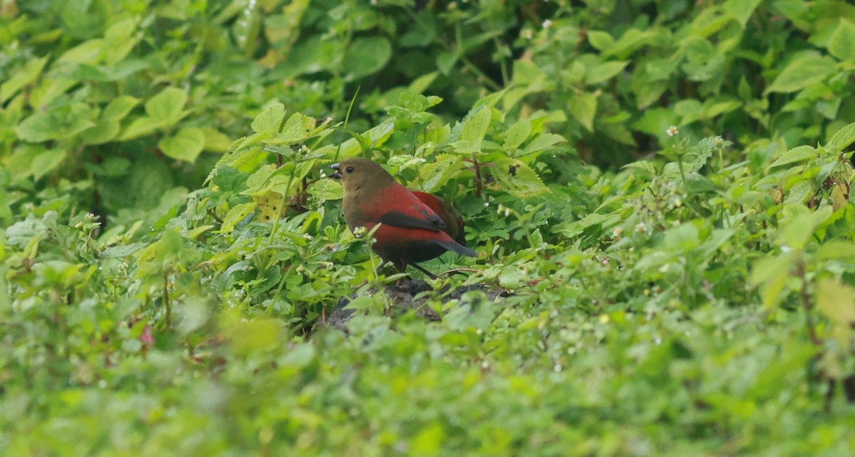 Abyssinian Crimsonwing - ML642153149