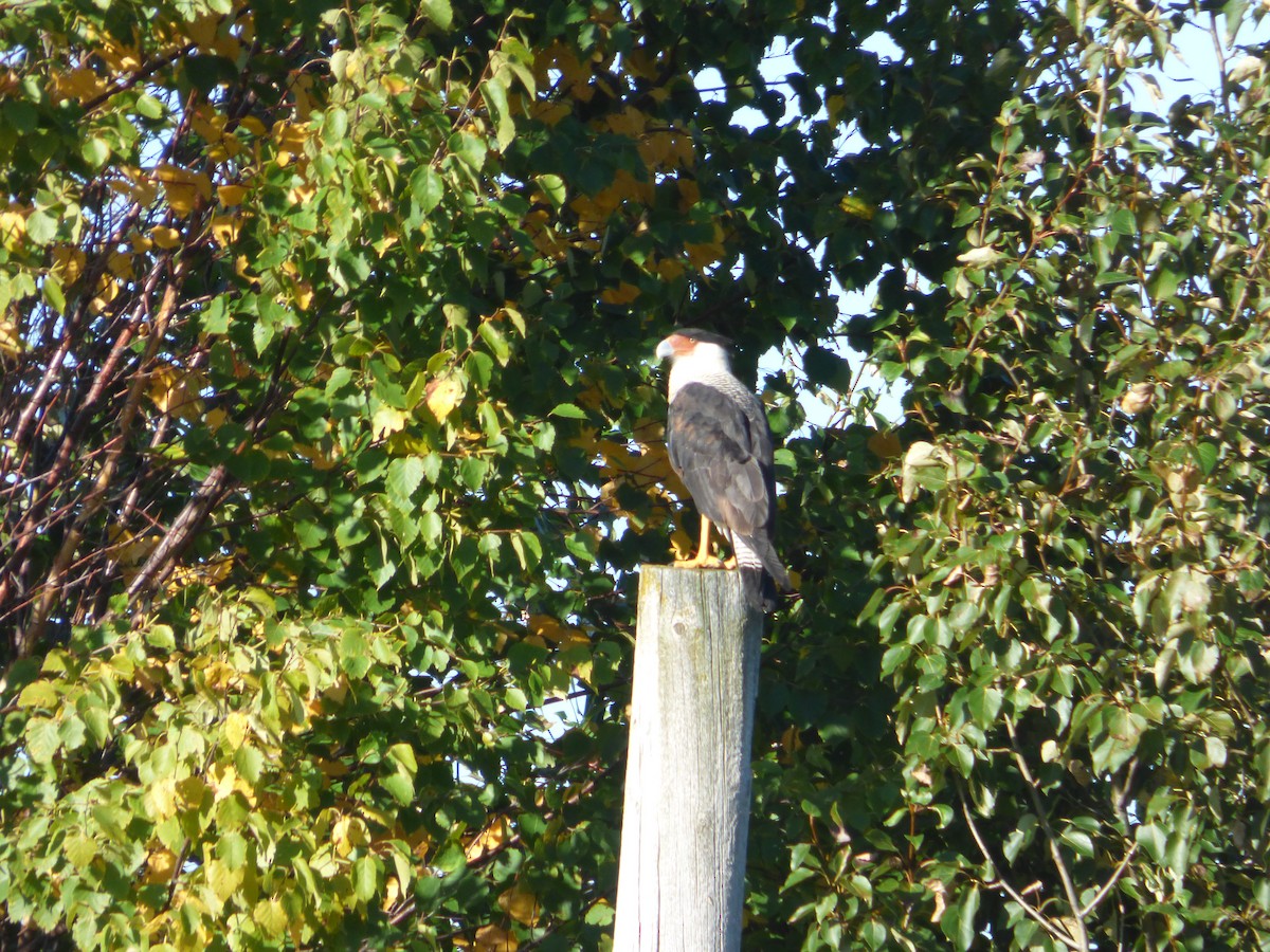 Crested Caracara - ML642153152
