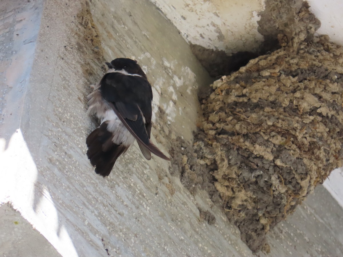 Asian House-Martin - ML642153158