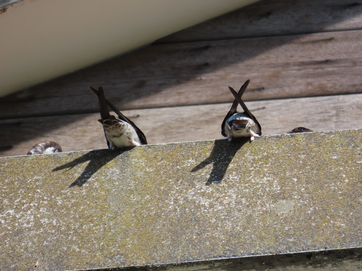 Asian House-Martin - ML642153162