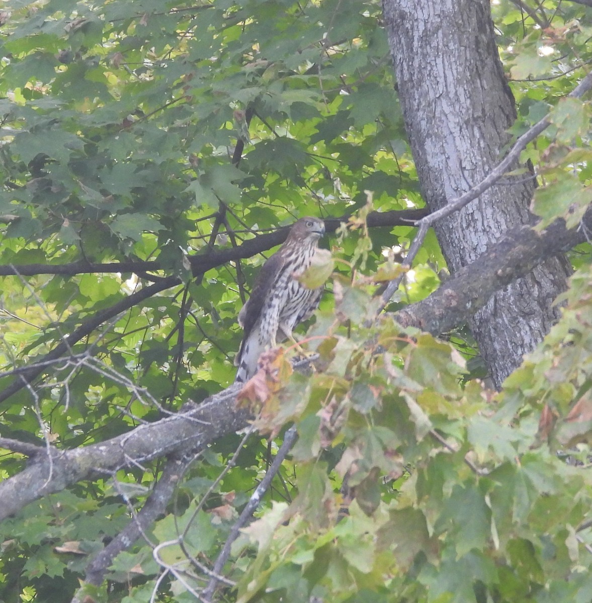 Cooper's Hawk - ML642153165