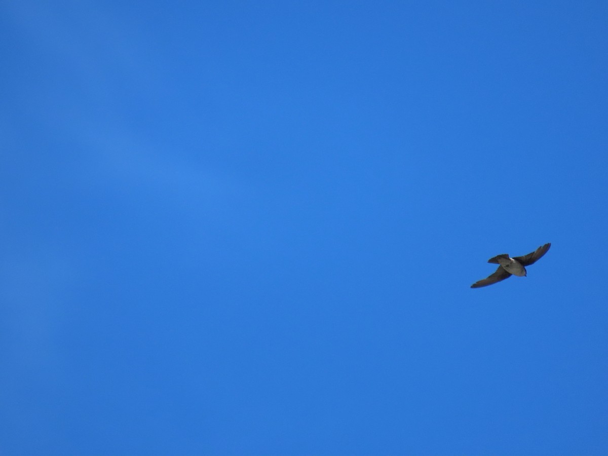 Asian House-Martin - ML642153170