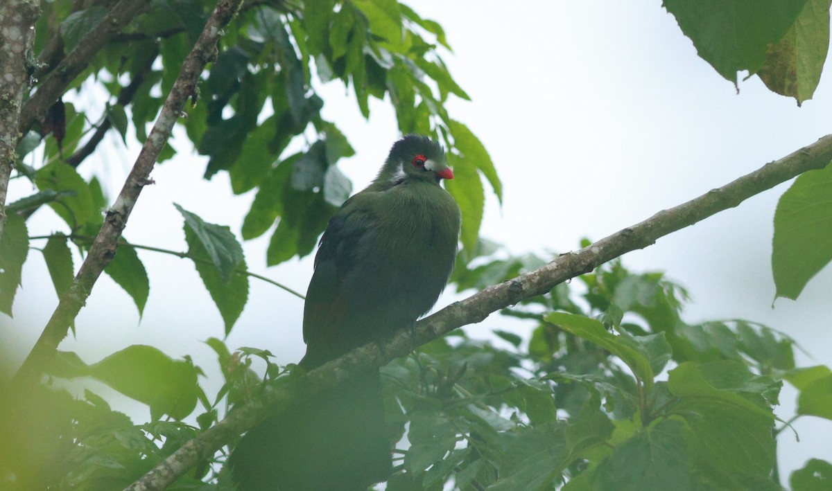 White-cheeked Turaco - ML642153172