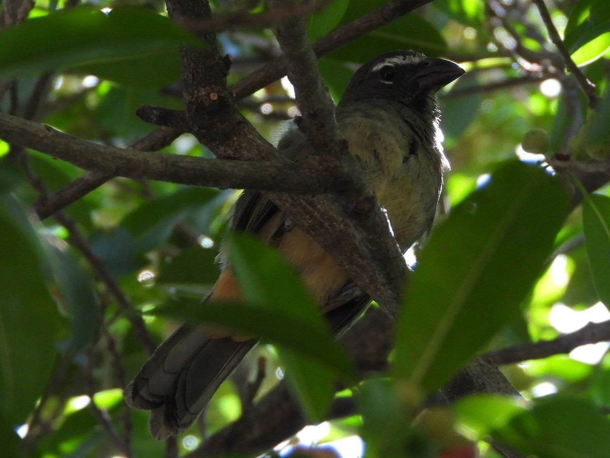 Cinnamon-bellied Saltator - ML642153173