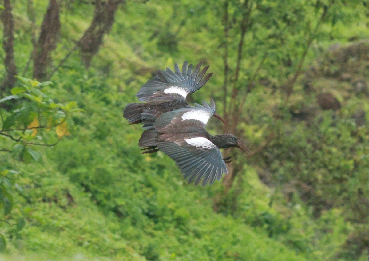 Wattled Ibis - ML642153176