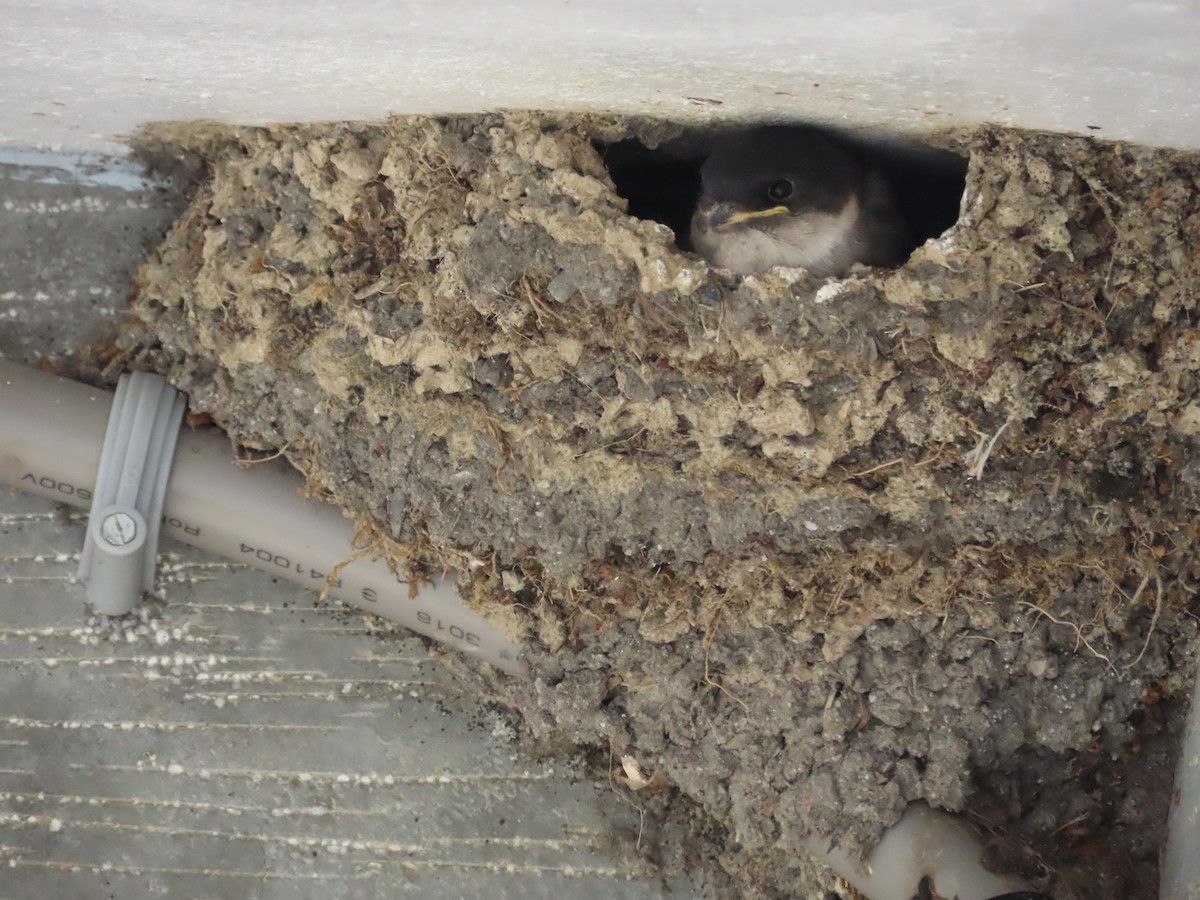 Asian House-Martin - ML642153182