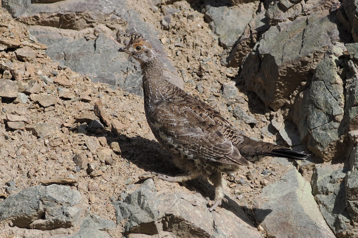 Dusky Grouse - ML642153186
