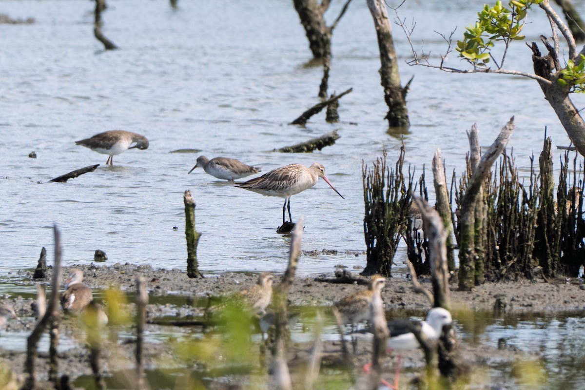 Bar-tailed Godwit - ML642153193
