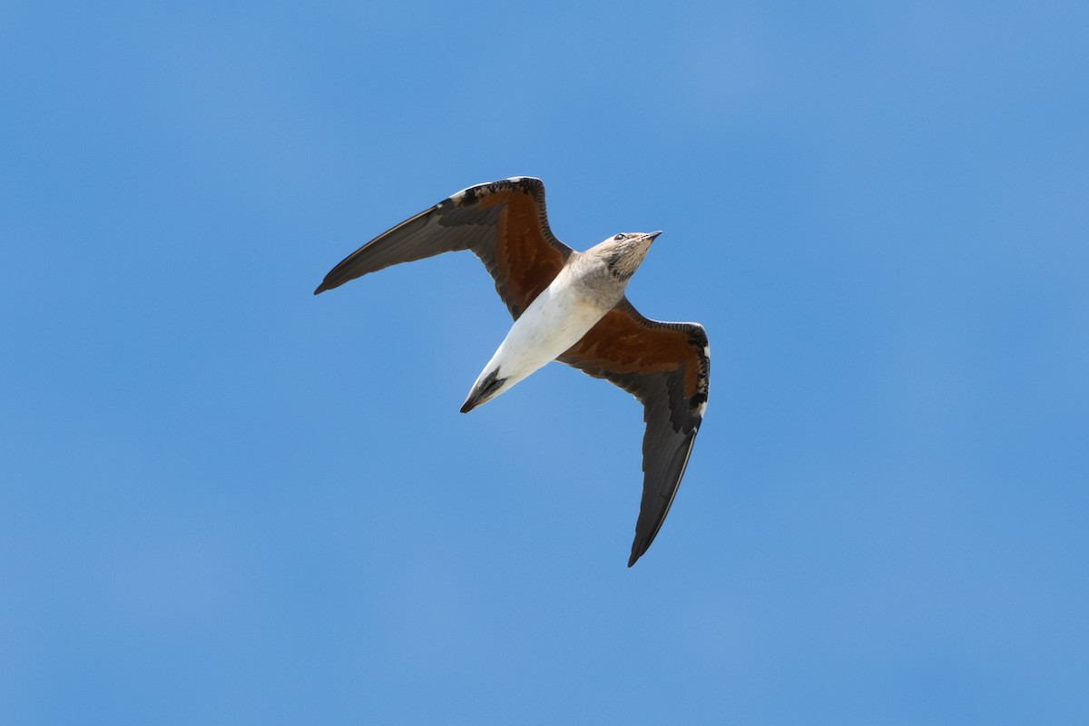 Oriental Pratincole - ML642153209