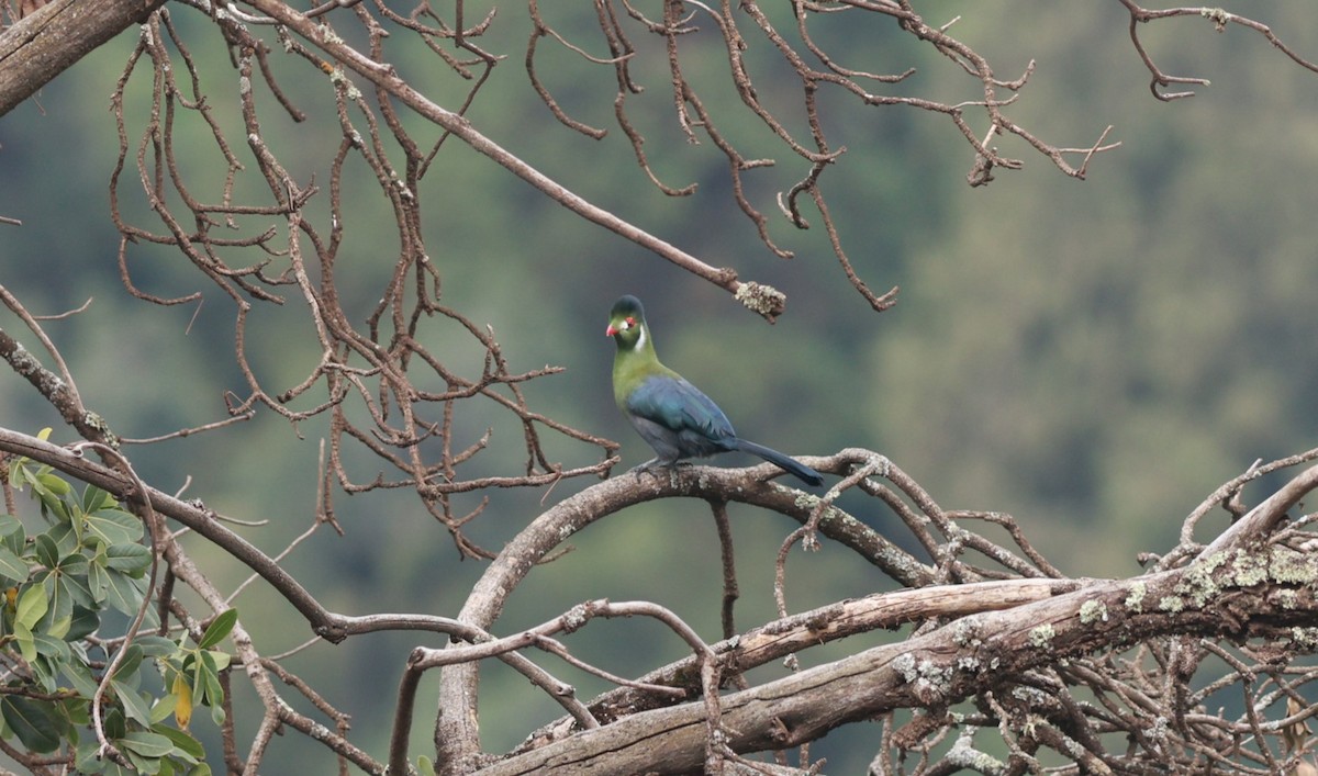 White-cheeked Turaco - ML642153211