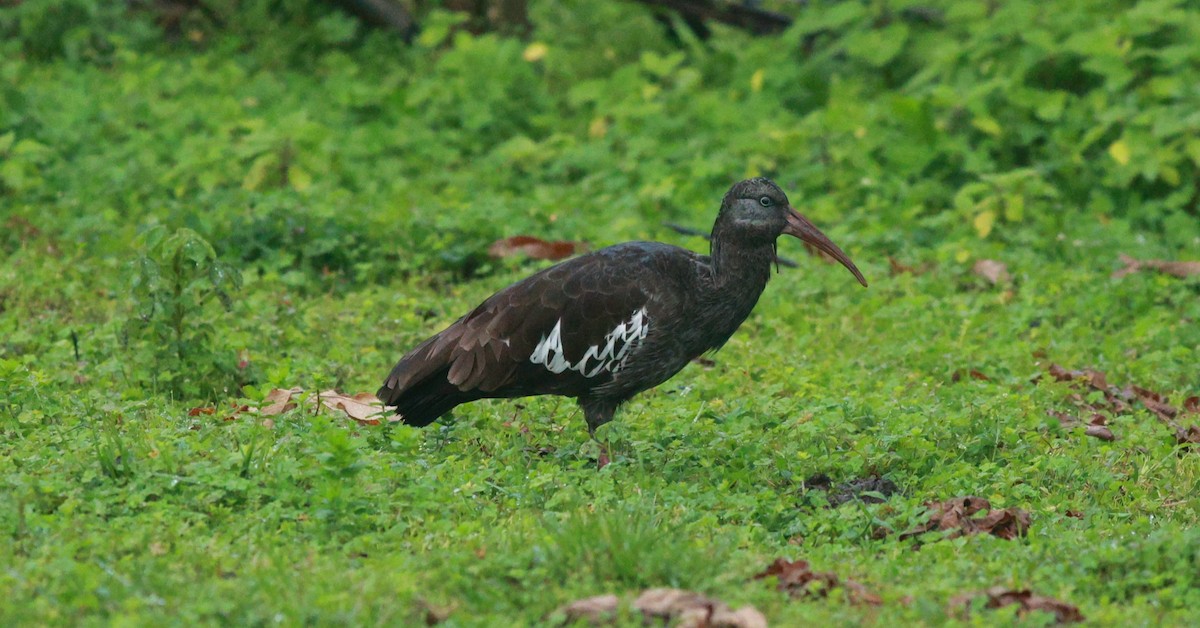 Wattled Ibis - ML642153215