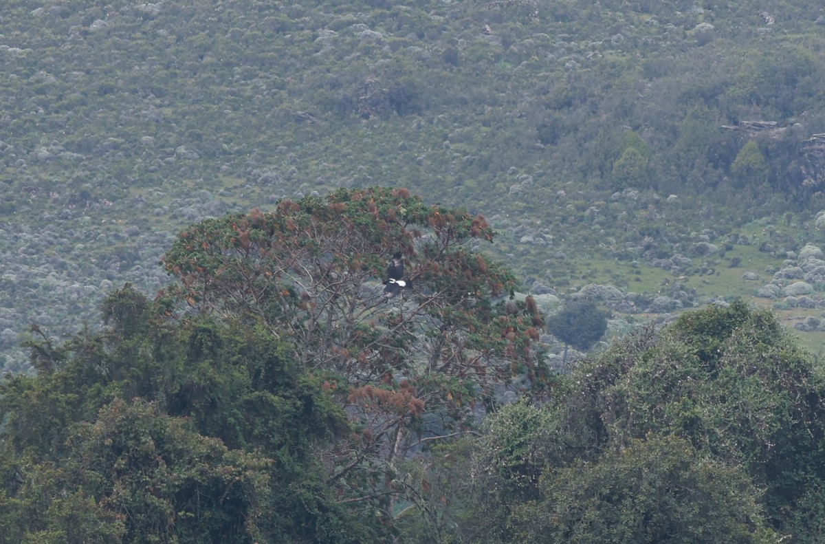 Verreaux's Eagle - ML642153219