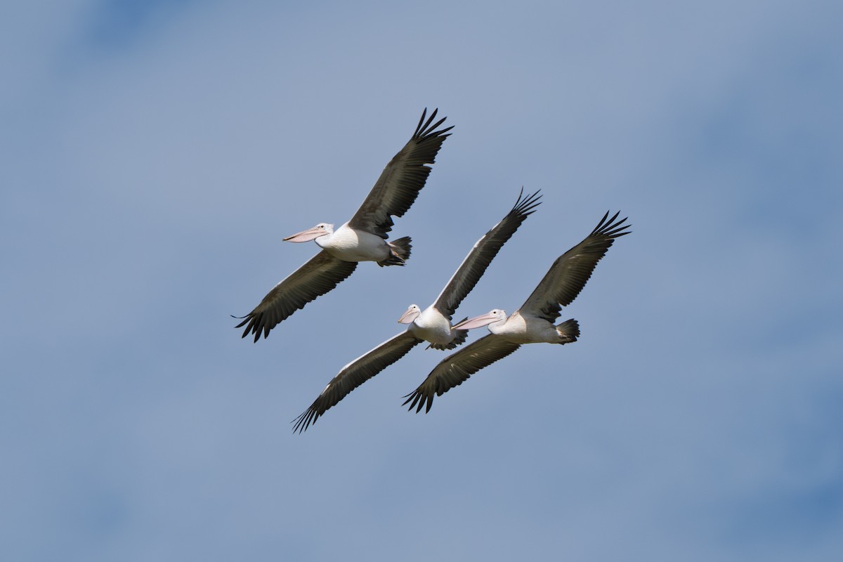 Spot-billed Pelican - ML642153223