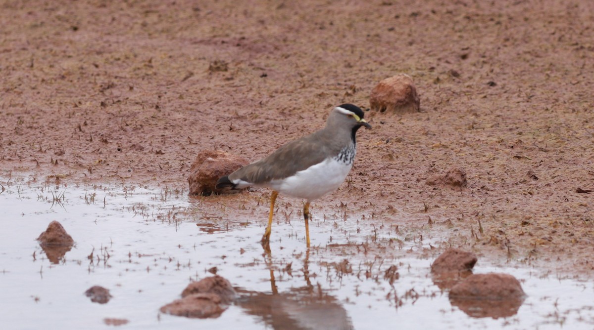 Spot-breasted Lapwing - ML642153241