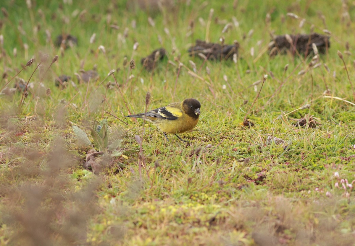 Ethiopian Siskin - ML642153244