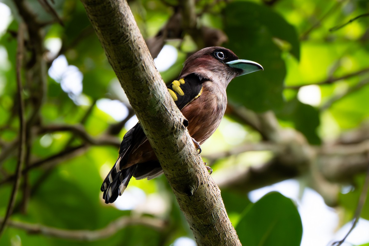 Banded Broadbill - ML642153245
