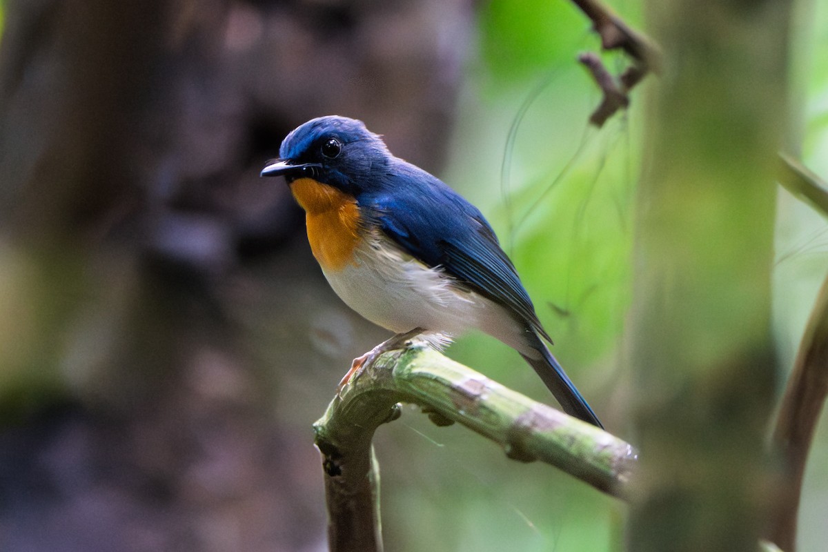 Indochinese Blue Flycatcher - ML642153248