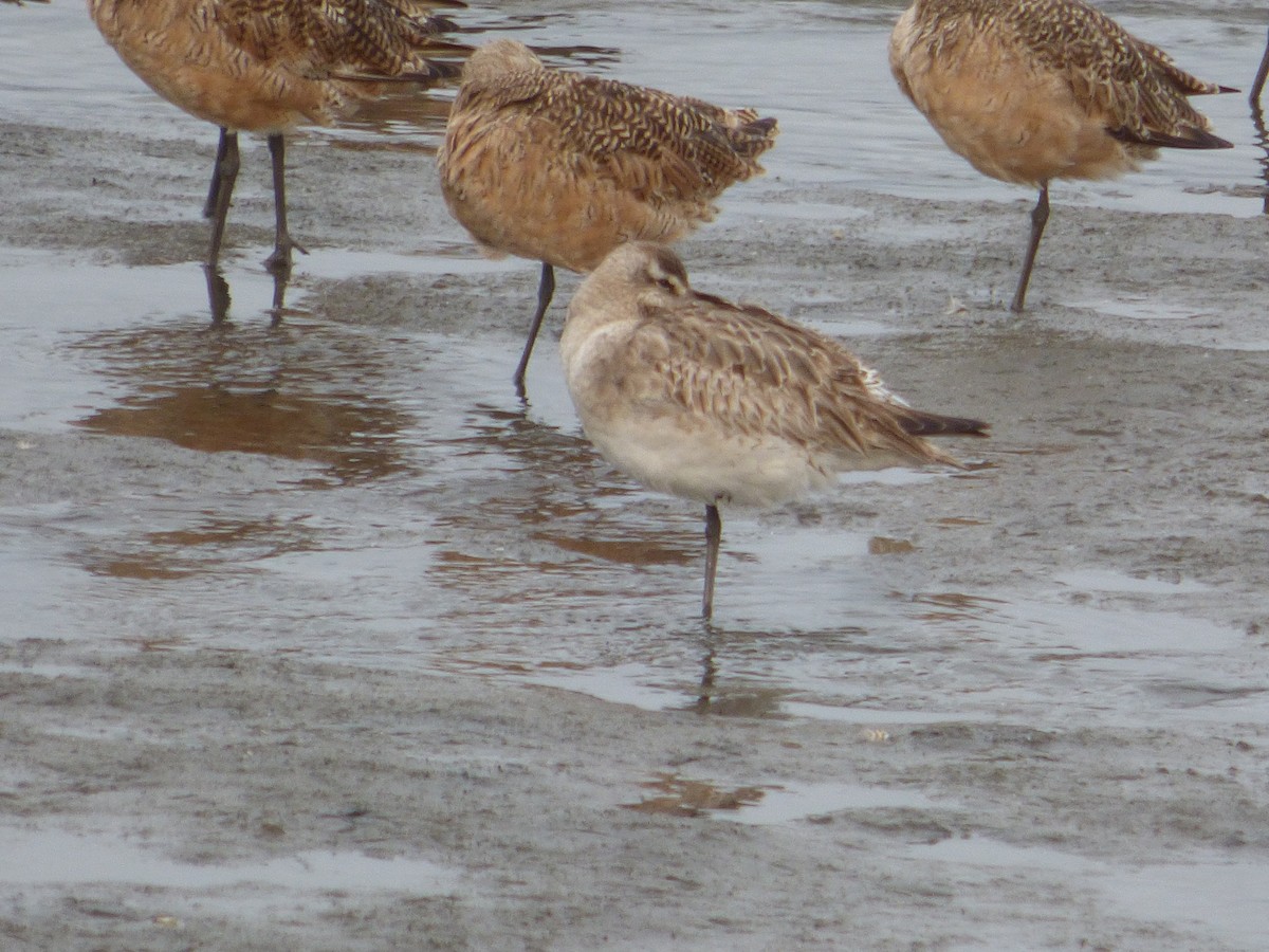 Bar-tailed Godwit - ML642153265