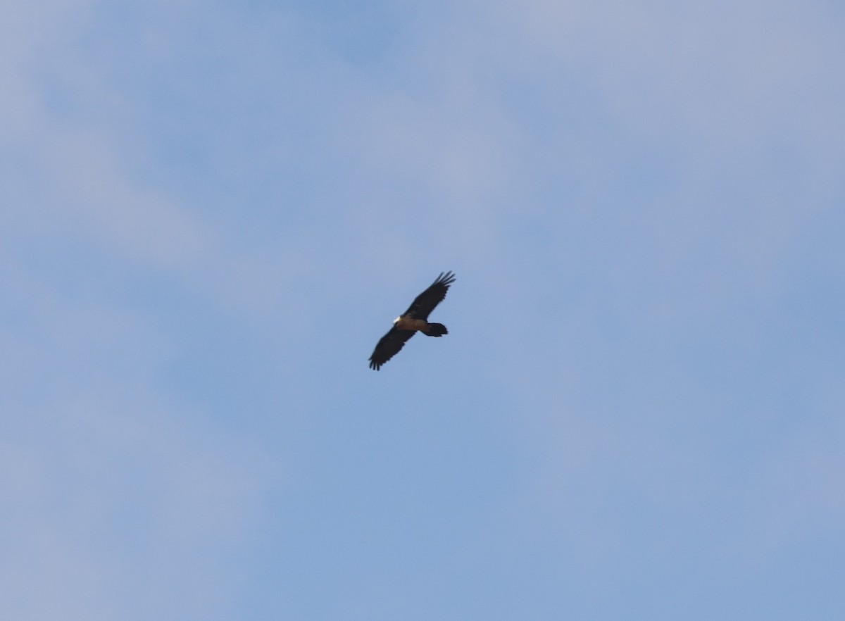 Bearded Vulture (African) - ML642153268