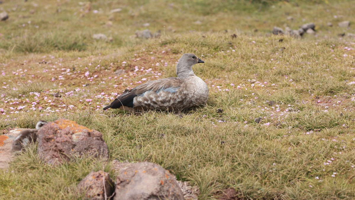 Blue-winged Goose - ML642153271