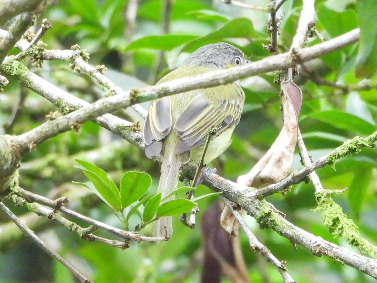 Yellow-olive Flatbill - ML642153278