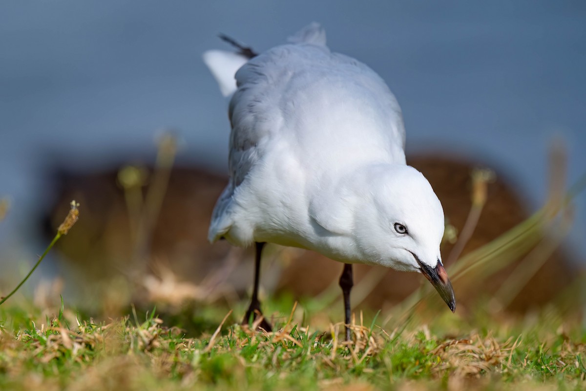 Silver Gull (Red-billed) - ML642153288